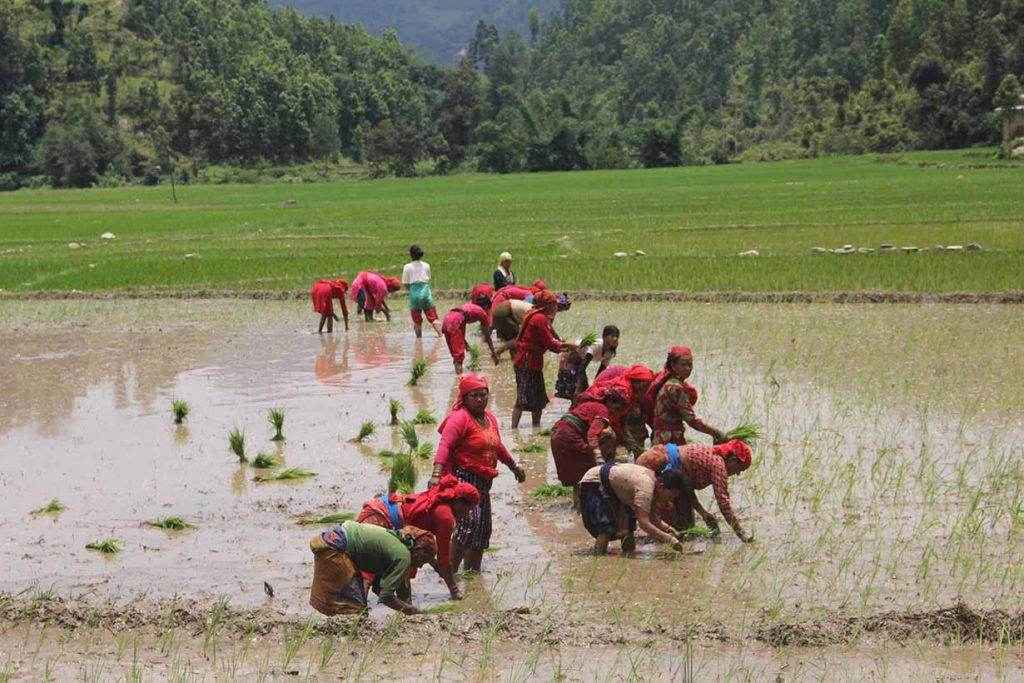  देशभरि ९१ प्रतिशत धान रोपाइँ 